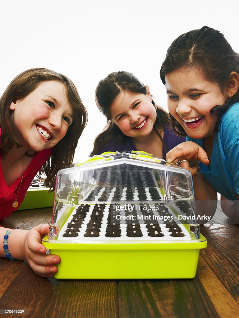 Three children leaning excitedly over a freshly planted seed tray with a cover on a table.