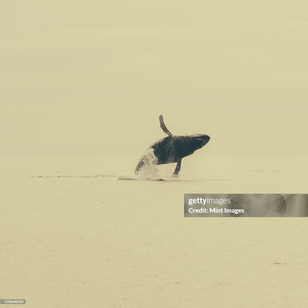 Breaching Humpback whale, Glacier Bay NP, Muir Inlet