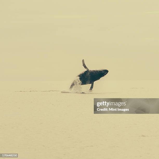 breaching humpback whale, glacier bay np, muir inlet - whale jumping stock pictures, royalty-free photos & images