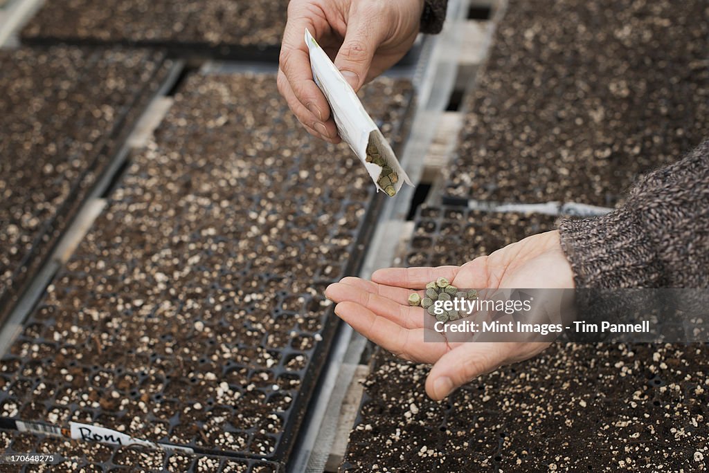 Spring growth in an organic plant nursery. A person holding seed in the palm of his hand.