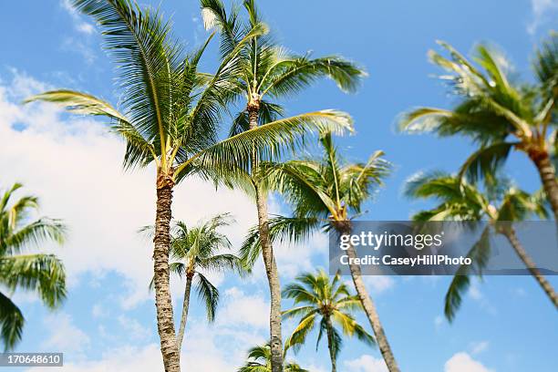 palm trees and blue sky - swaying stock pictures, royalty-free photos & images