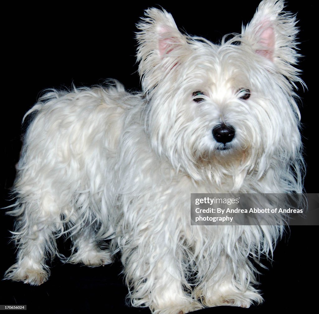 Scruffy west highland terrier