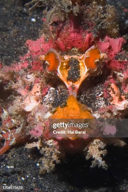 spiny devilfish front view close-up - spiny devilfish stock pictures, royalty-free photos & images