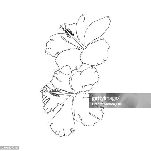 hibiscus flowers continuous line drawing with editable stroke - hibiscus stock illustrations