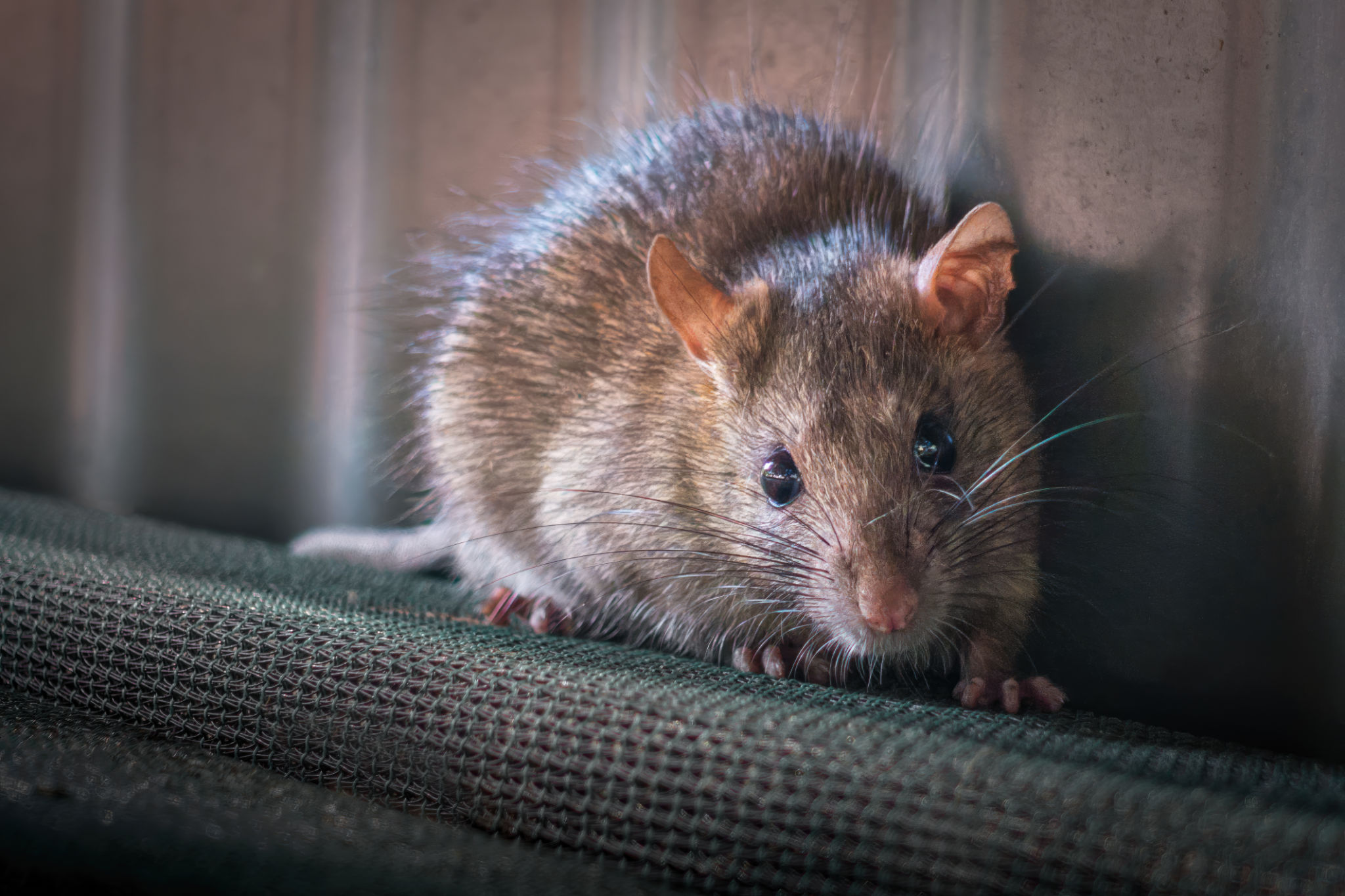 custom pest control