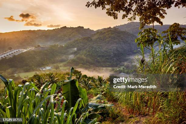 maraval valley, trinidad - trinité et tobago photos et images de collection
