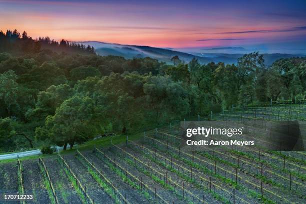 thomas fog-erty - napa valley stock-fotos und bilder