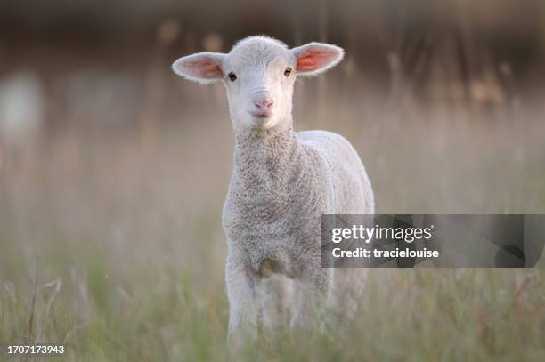 merino sheep out in the paddock - innocence stock pictures, royalty-free photos & images