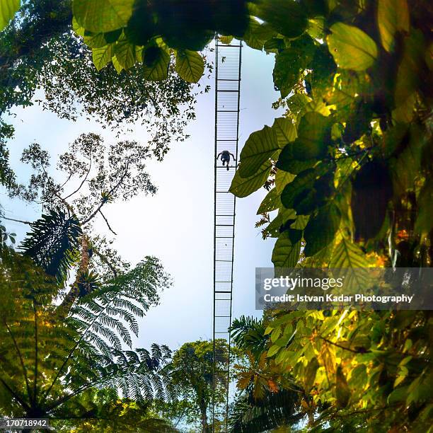 Rainforest Walk