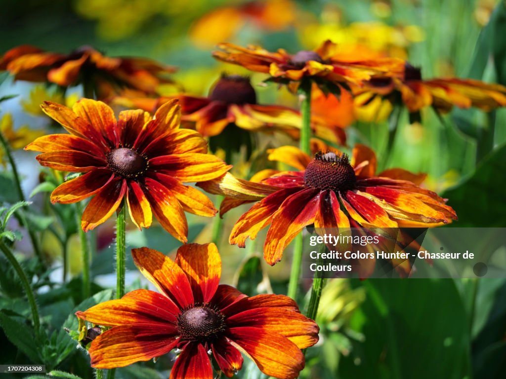 Colorful flowers in a sunny garden in Evian-Les-Bains, Haute-Savoie, France