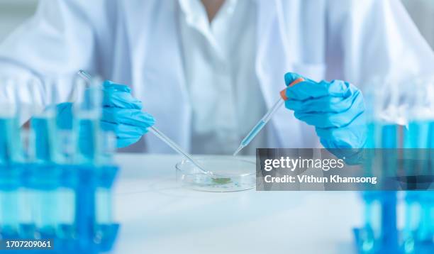 scientist keep samping plant leaf from petri dish at laboratory. - bio tech stock-fotos und bilder