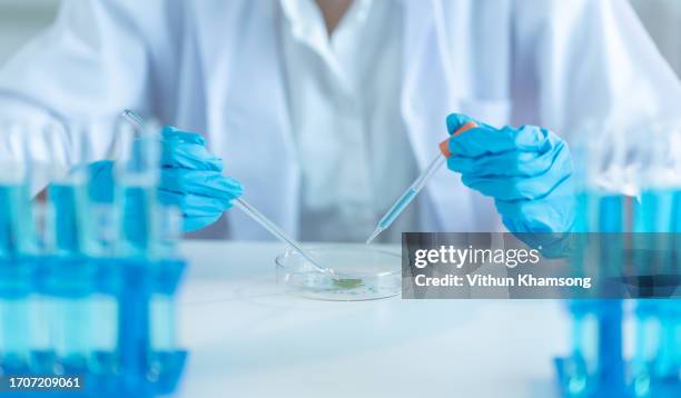 scientist keep samping plant leaf from petri dish at laboratory. - food scientist stock pictures, royalty-free photos & images