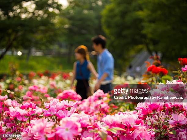 rose garden - rosenträdgård bildbanksfoton och bilder