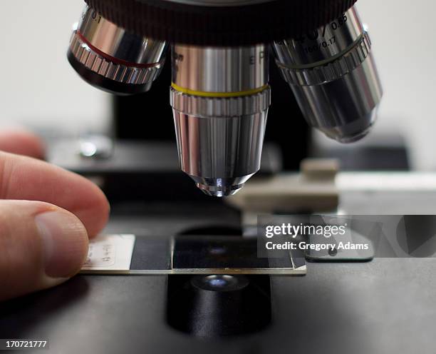 reading slides on a microscope - histologia imagens e fotografias de stock
