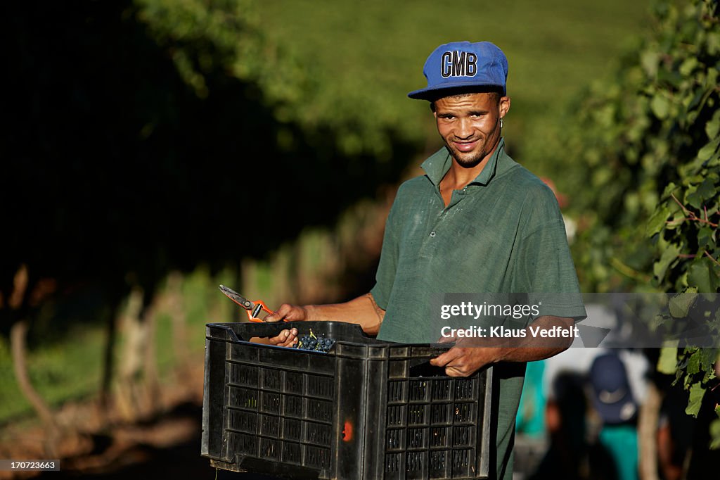 Portrait of male worker carrying box on vinyard