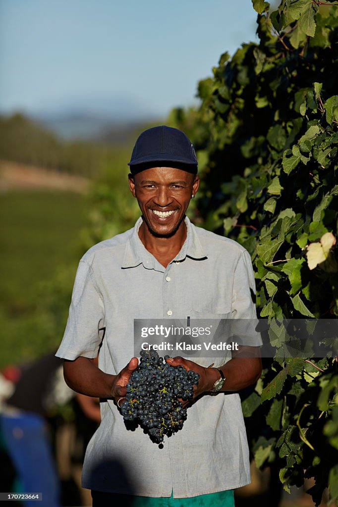 Portrait of wineworker carrying grapes