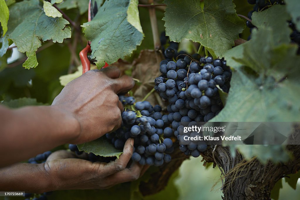 Grapes getting cut off vine