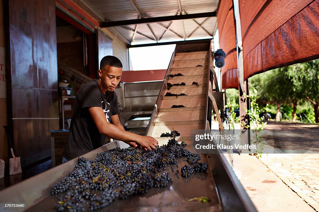 Wineworker sorting out grapes at winery