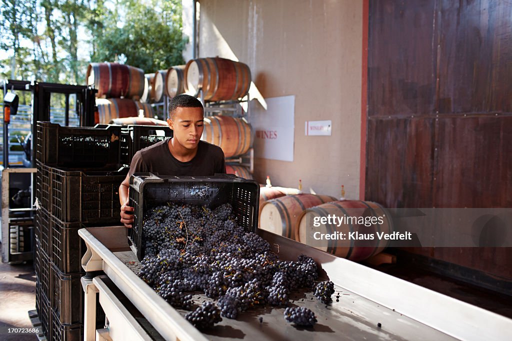 Wineworker sorting out grapes at winery