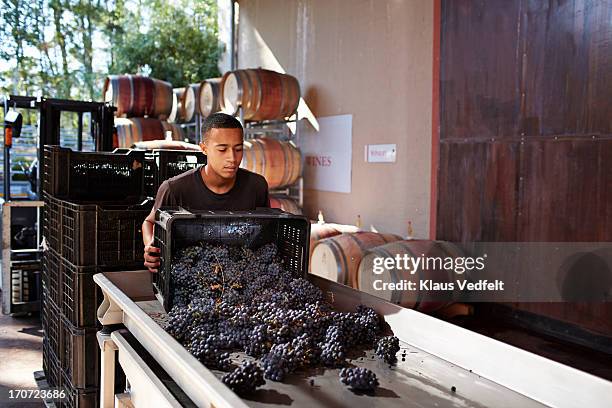 wineworker sorting out grapes at winery - red grape bildbanksfoton och bilder