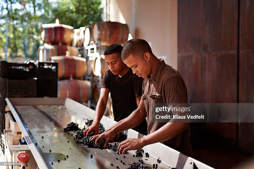 Workers sorting out grapes at winery