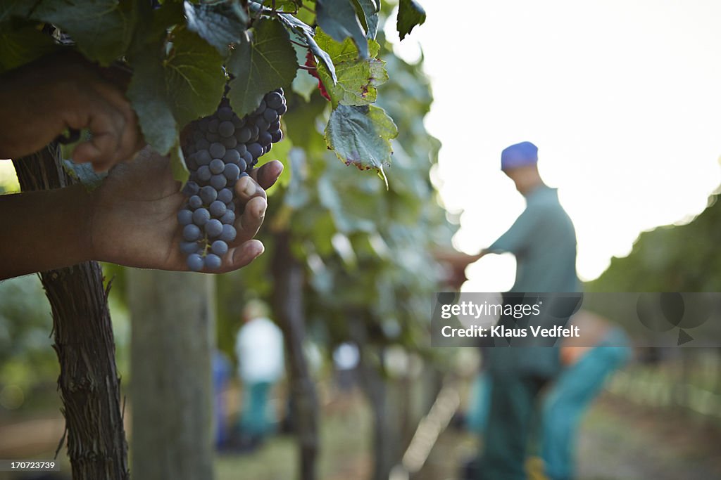 Grapes getting picked off vine, worker in back