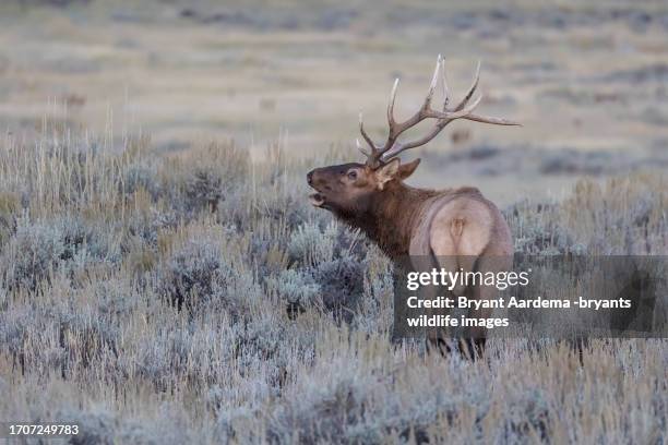 bull bugeling - sagebrush stock pictures, royalty-free photos & images