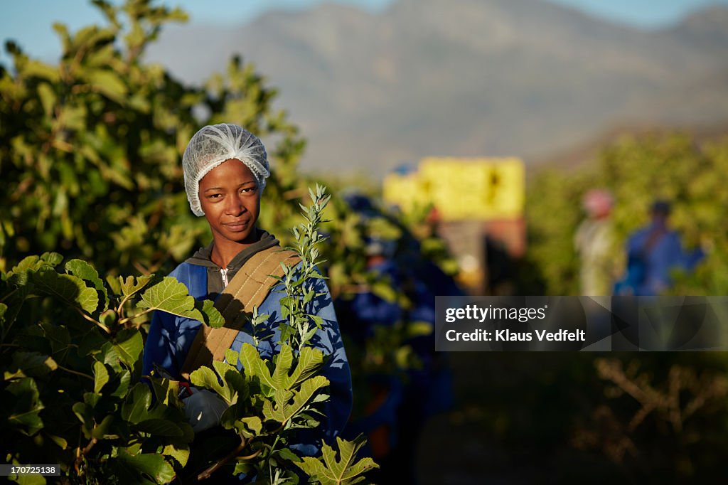 Beautiful worker at fruit farm picking figs