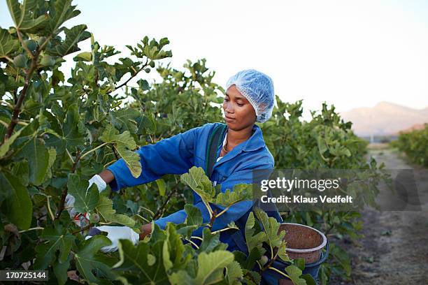 female worker picking figs at plantation - landwirtschaft afrika stock-fotos und bilder