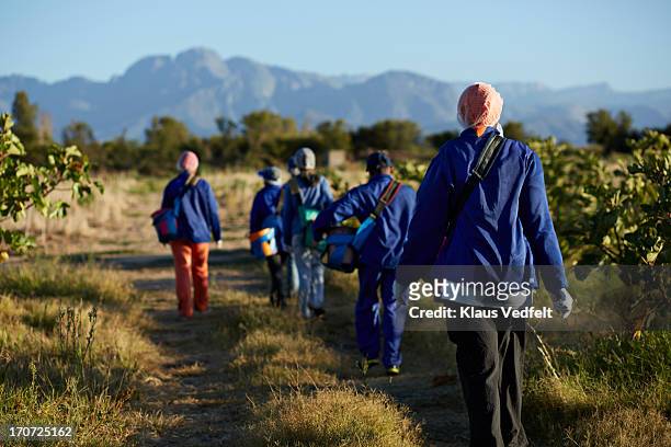 group of workers walking down field of fig trees - farm worker - fotografias e filmes do acervo