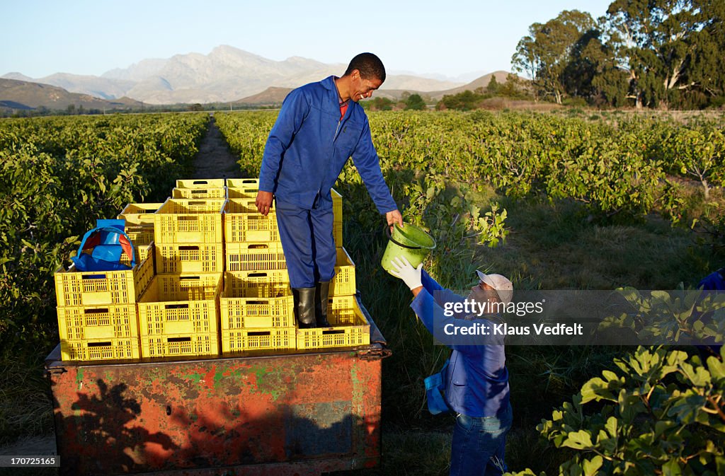 Workers handling bucket of figs at fruit farm