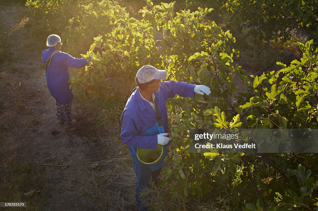 Pickers harvesting figs at fruit farm