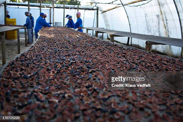 Figs lies to dry at fruit farm