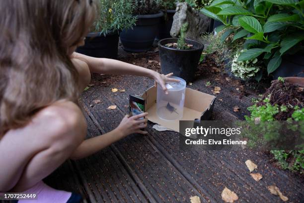 child (10-11 years) using a smartphone to take a video of a shrew being released from under a transparent plastic container onto wooden decking in a back garden. - 10 11 years stock pictures, royalty-free photos & images