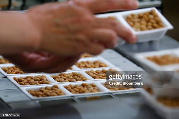 Polystyrene trays filled with steamed soybeans are arranged on a conveyor, to be sprayed with the Bacillus subtilis natto bacterium for fermentation,...