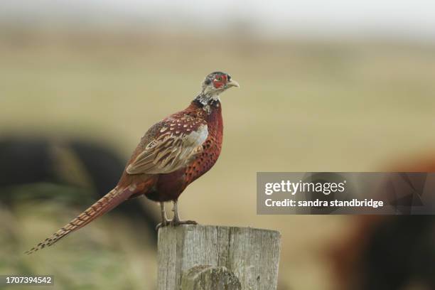 a beautiful male ring-necked pheasant, phasianus colchicus, perching on a fence post. - pheasant hunting fotografías e imágenes de stock