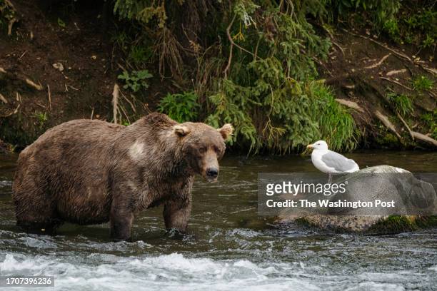 Otis walks across Brooks River in Bristol Bay, AK on Sept. 20, 2023. 480 Otis is estimated to be 27 years old and is a four time Fat Bear Week...