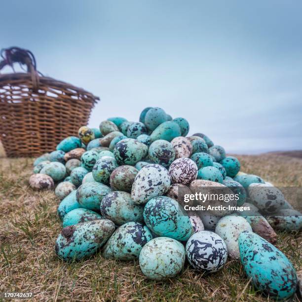 Guillemot Eggs Photos And Premium High Res Pictures Getty Images guillemot-eggs-photos-and-premium-high-res-pictures-getty-images