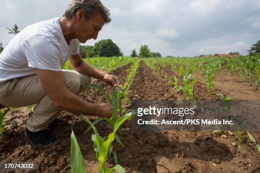 Corn farmer checks newly planted crop