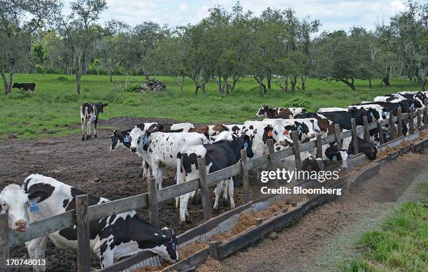 Holstein yearling cows consume scientifically-blended feed at J.M. Larson Dairy 3 in Okeechobee, Florida, U.S., on Friday, June 14, 2013. The U.S....