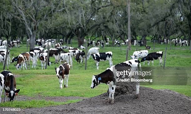 Holstein cattle graze at J.M. Larson Dairy 3 in Okeechobee, Florida, U.S., on Friday, June 14, 2013. The U.S. House of Representatives is considering...