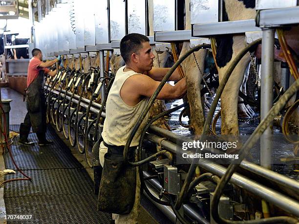 Dairy workers Miguel Gutierrez, right, and Roberto Giona attach milking machines to Holstein cows for their morning milking at J.M. Larson Dairy 3 in...