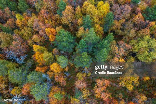 tree tops with autumn colors - rondane national park stock pictures, royalty-free photos & images