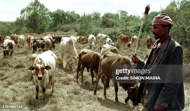 Kenyan Maasai Lekiito Lenongiro herds his cattle in the Mount Kenya Forest where herders 07July 2000 have been ordered to take their livestock after...