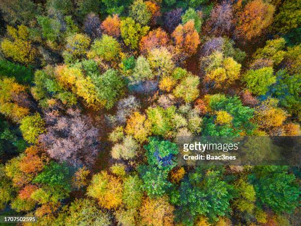 tree tops with autumn colors - rondane national park stock pictures, royalty-free photos & images