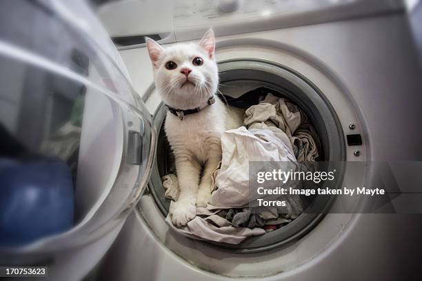 white cat in washing machine - vestito bianco foto e immagini stock