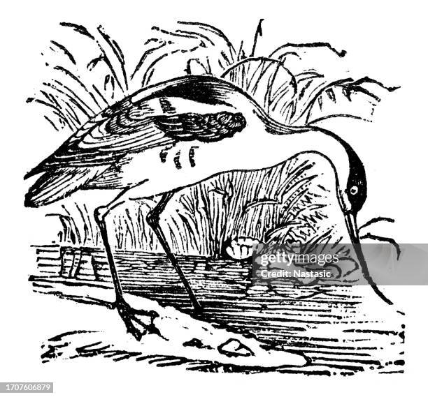 stockillustraties, clipart, cartoons en iconen met pied avocet (recurvirostra avosetta) - steltkluut