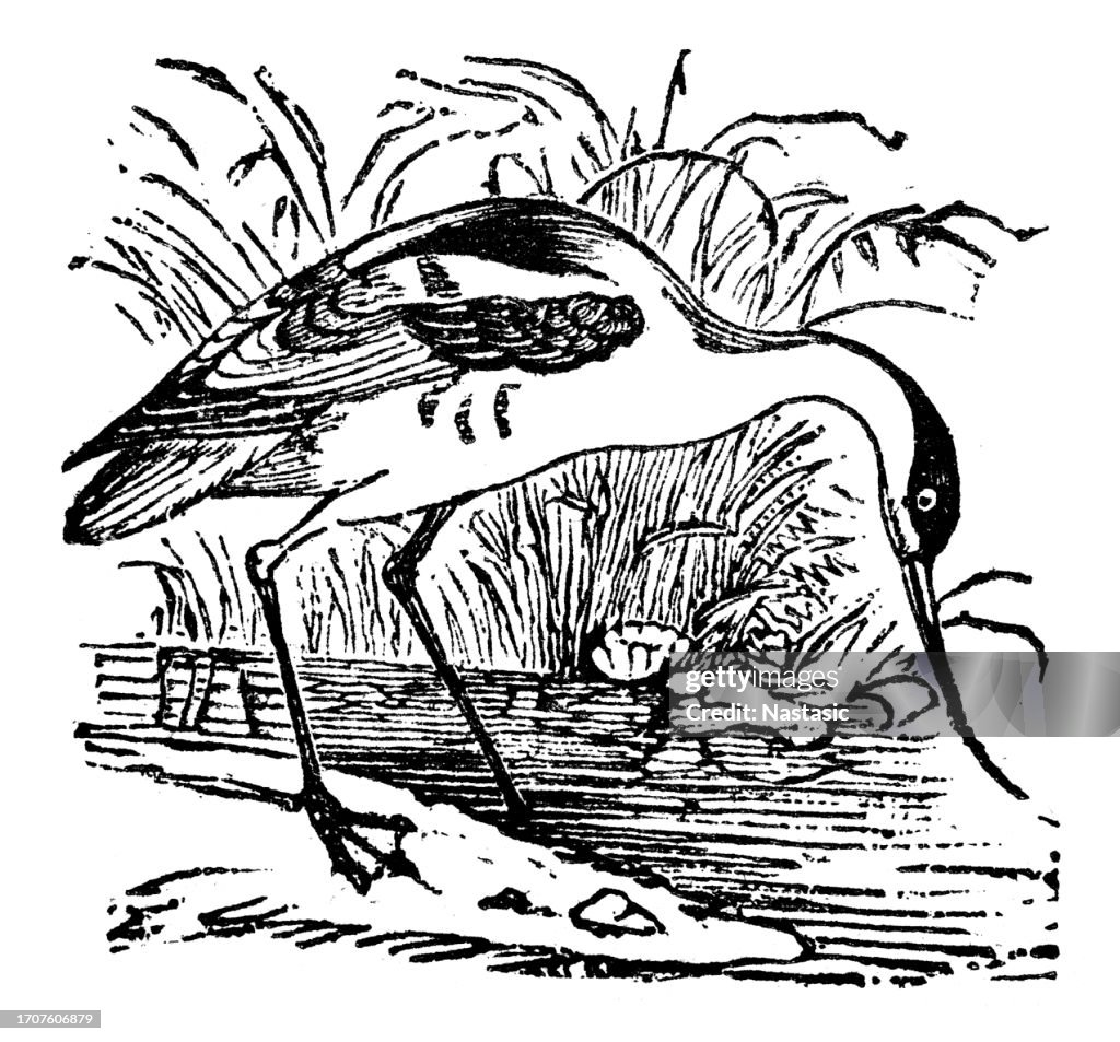 Pied avocet (Recurvirostra avosetta)