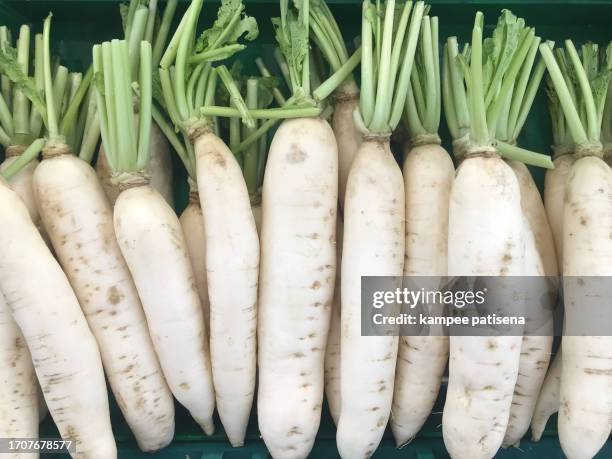 fresh background white radish texture in modern store - daikon stock pictures, royalty-free photos & images