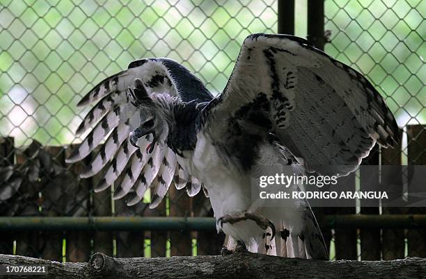 Harpy Eagle 'Panama', is seen at the Zoo Summit outside Panama City on June 17, 2013. The three-year old eagle --the first to be born in captivity at...